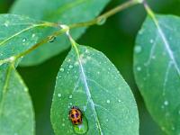 Puppe des Asiatischen Marienkäfers mit Regentropfen überzogen